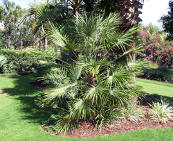 european_fan_palm_tree-image2