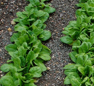 spinach-rows