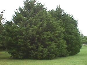 Southern Red Cedar Tree