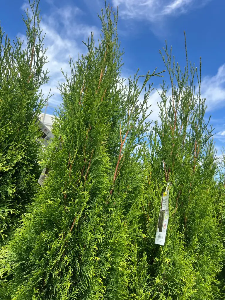 Evergreen Tree - Emerald Green Arborvitae 'Smarage' - Beach Landscaping ...