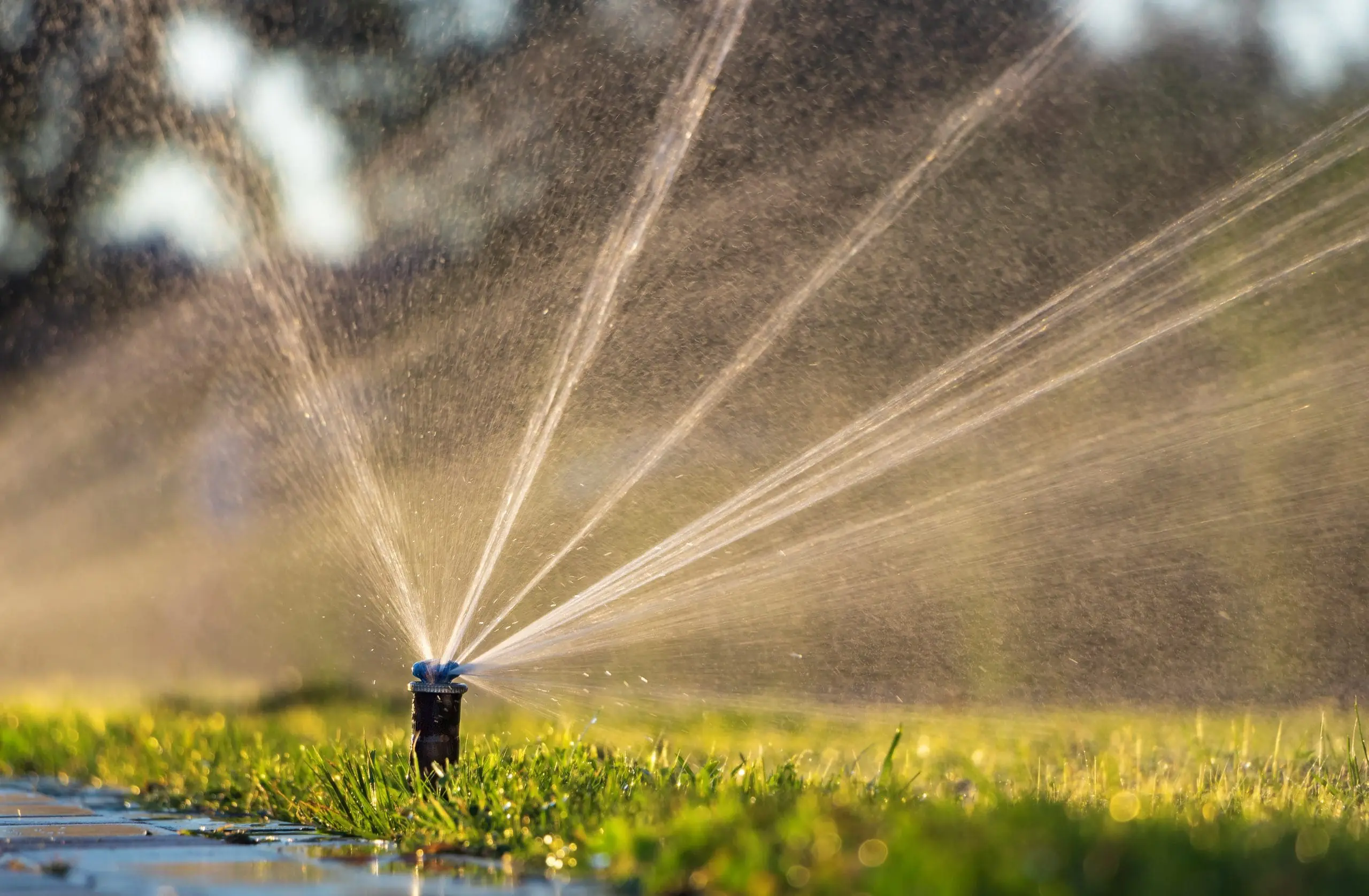 Maintaining your Landscaping During a Drought with irrigation