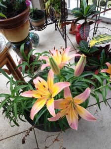 lilies bulbs