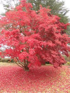 Bloodgood Japanese Maple