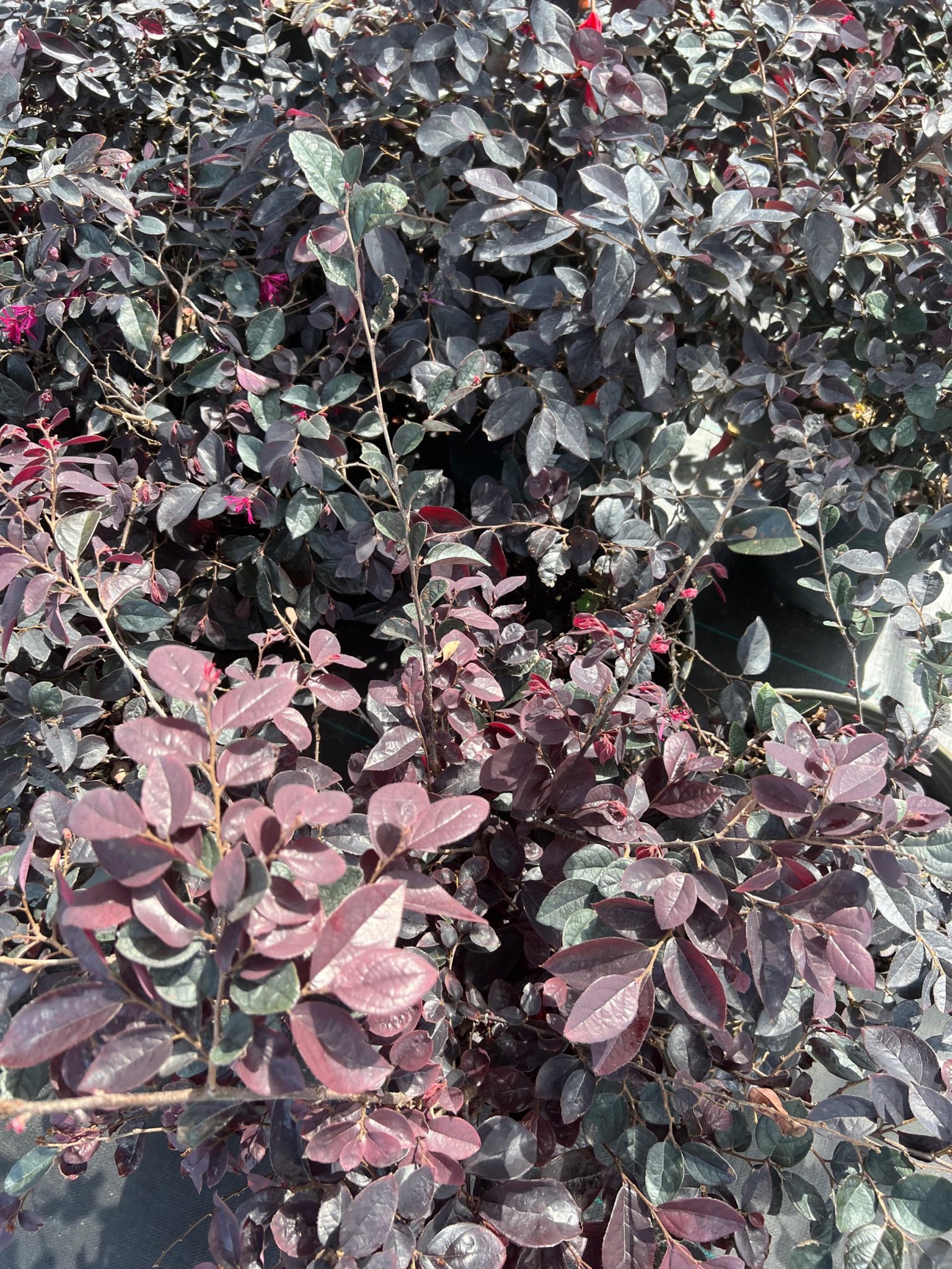 Evergreen Shrubs (Flowering) - Carolina Midnight Loropetalum - Beach