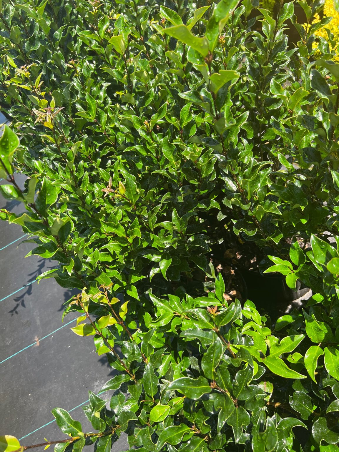 Evergreen Shrubs (Flowering) - Recurve Ligustrum - Beach Landscaping ...