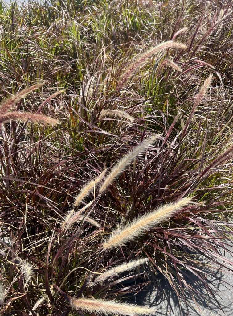rubrum grass