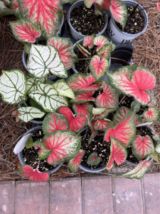 caladium