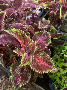 coleus