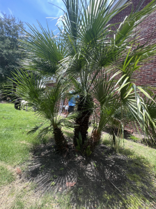 european fan palm1