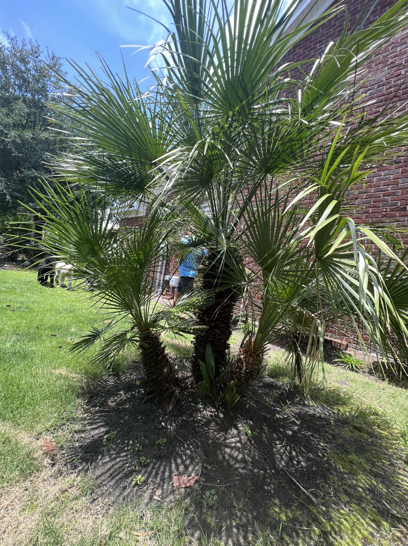 Newly Planted Watering Instructions - Beach Landscaping : Beach Landscaping