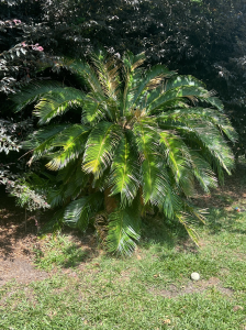 Sago Palm