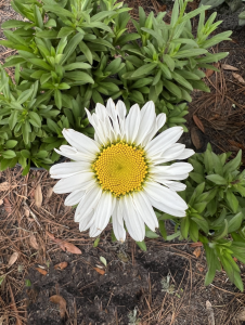 shasta-daisy-1