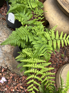 tassel-fern