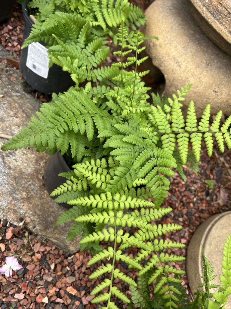 Perennials - Tassel Fern - Beach Landscaping : Beach Landscaping