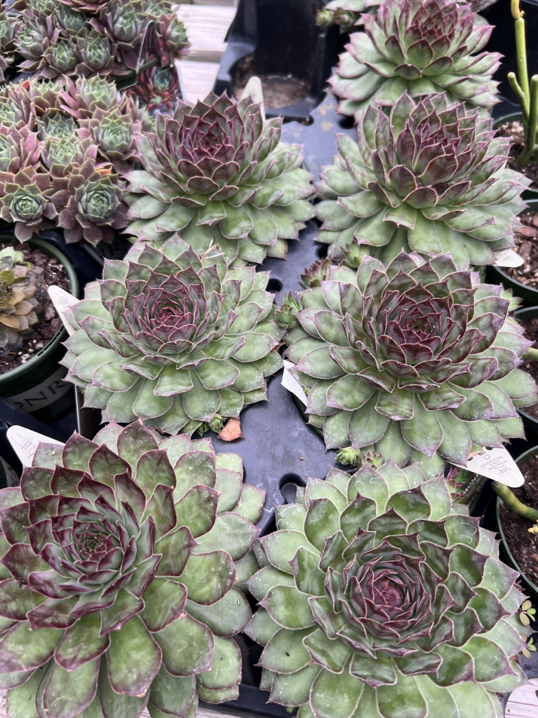 hens-and-chicks