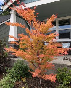 Coral bark Japanese maple_