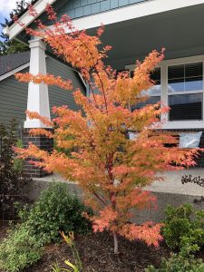 Coral-bark-Japanese-maple_