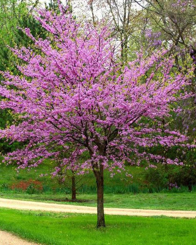 Forest pansy redbud_