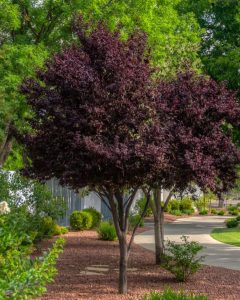 Purple leaf plum tree