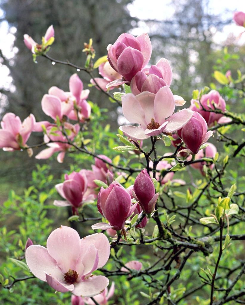 Saucer-leaf-magnolia_