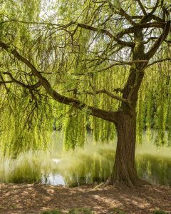 Western Star Nurseries Weeping Willow, Salix babylonica