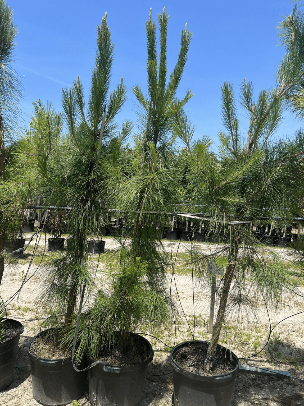 Evergreen Trees Loblolly Pine Beach Landscaping Beach Landscaping preview