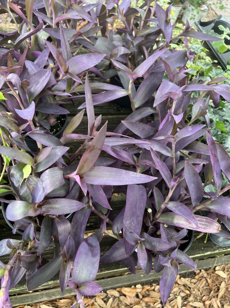 PurpleSpiderwort1