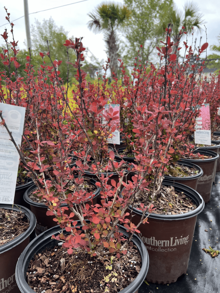Deciduous shrubs non flowering orange rocket barberry beach