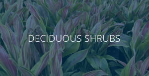 shrubs