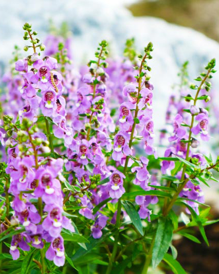 Angelonia