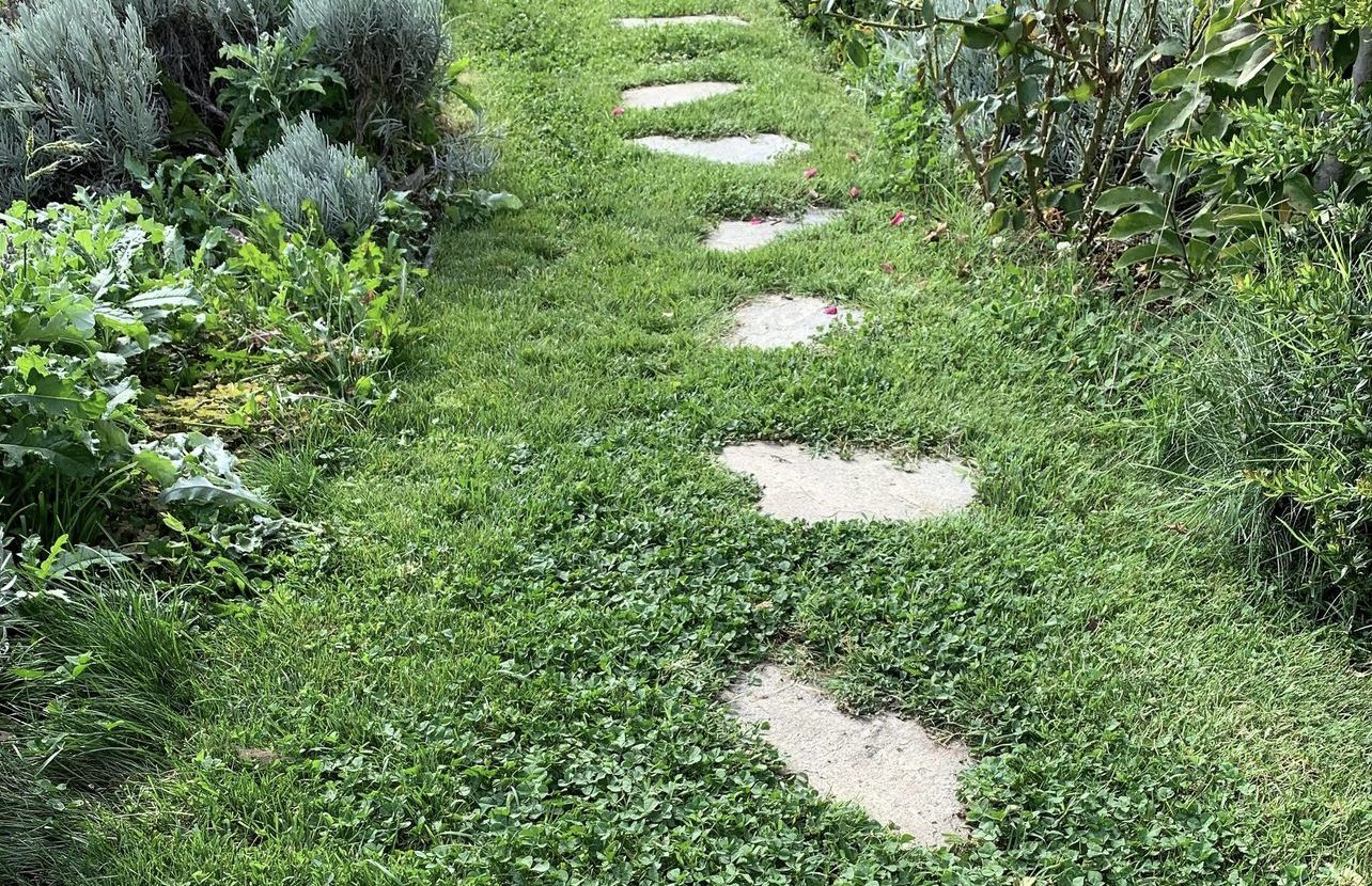 Groundcover Alternatives to Sod