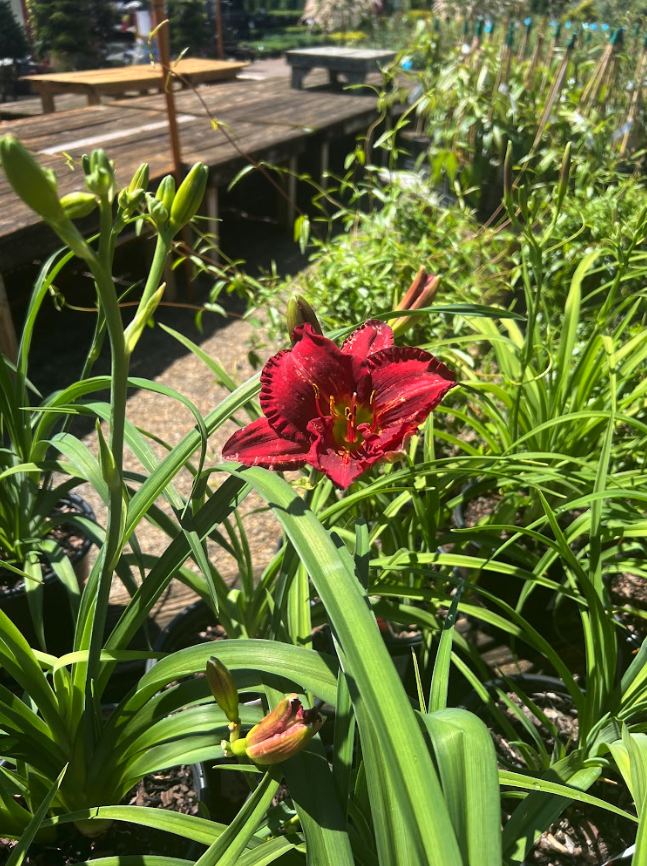 funnyvalentinedaylily