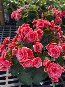 reigerbegonia2