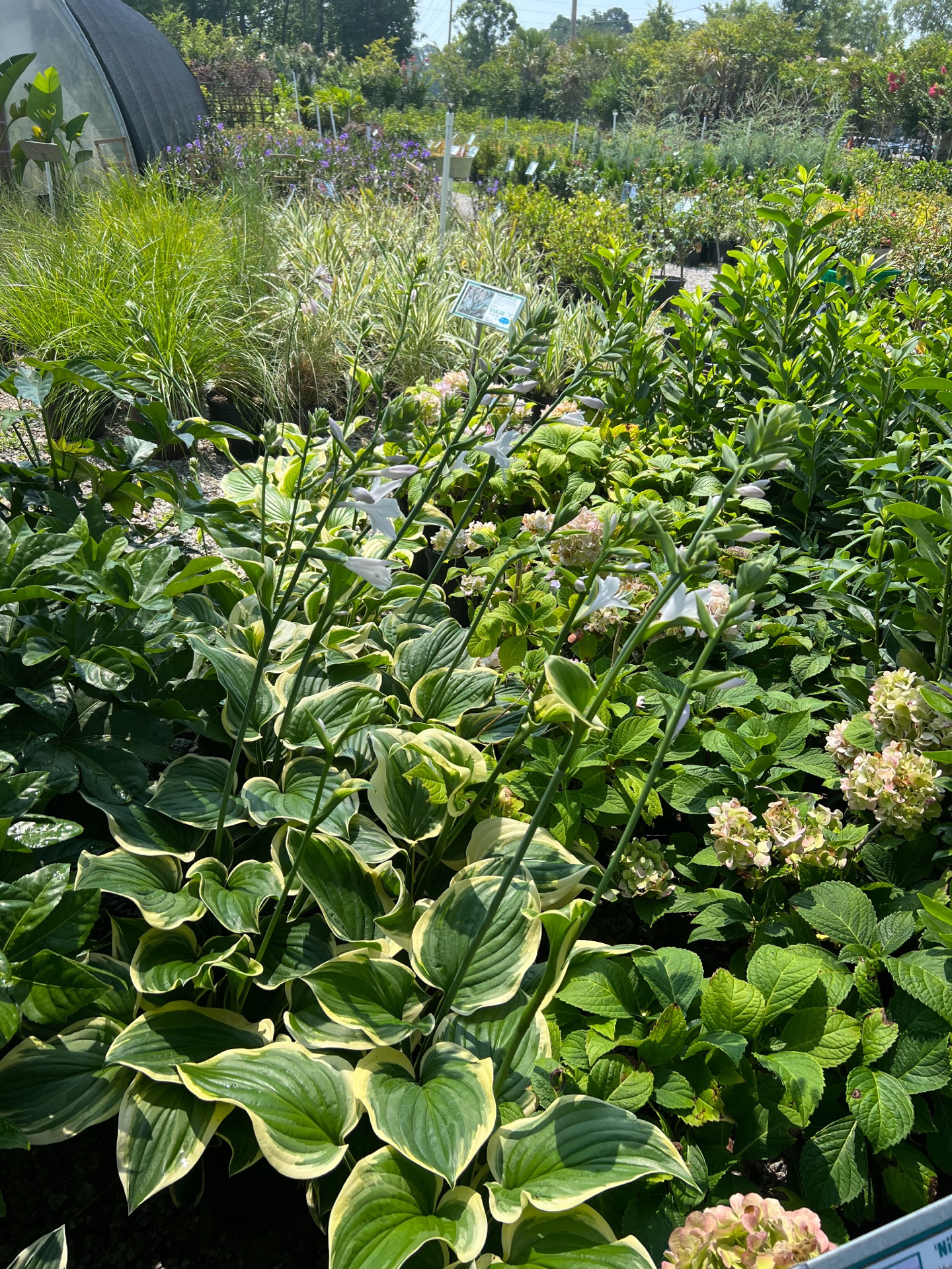Perennials - Hosta - Beach Landscaping : Beach Landscaping