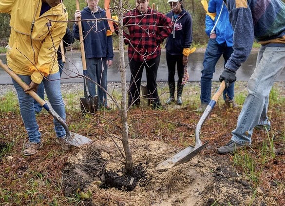 Transplanting trees during dormancy