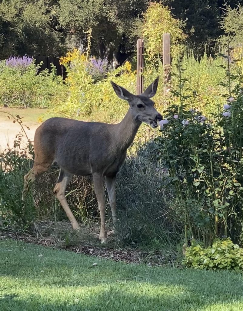 Protecting your plants from deer.