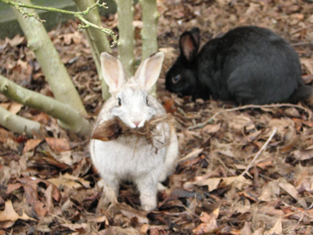 Protecting your plants from rabbits.