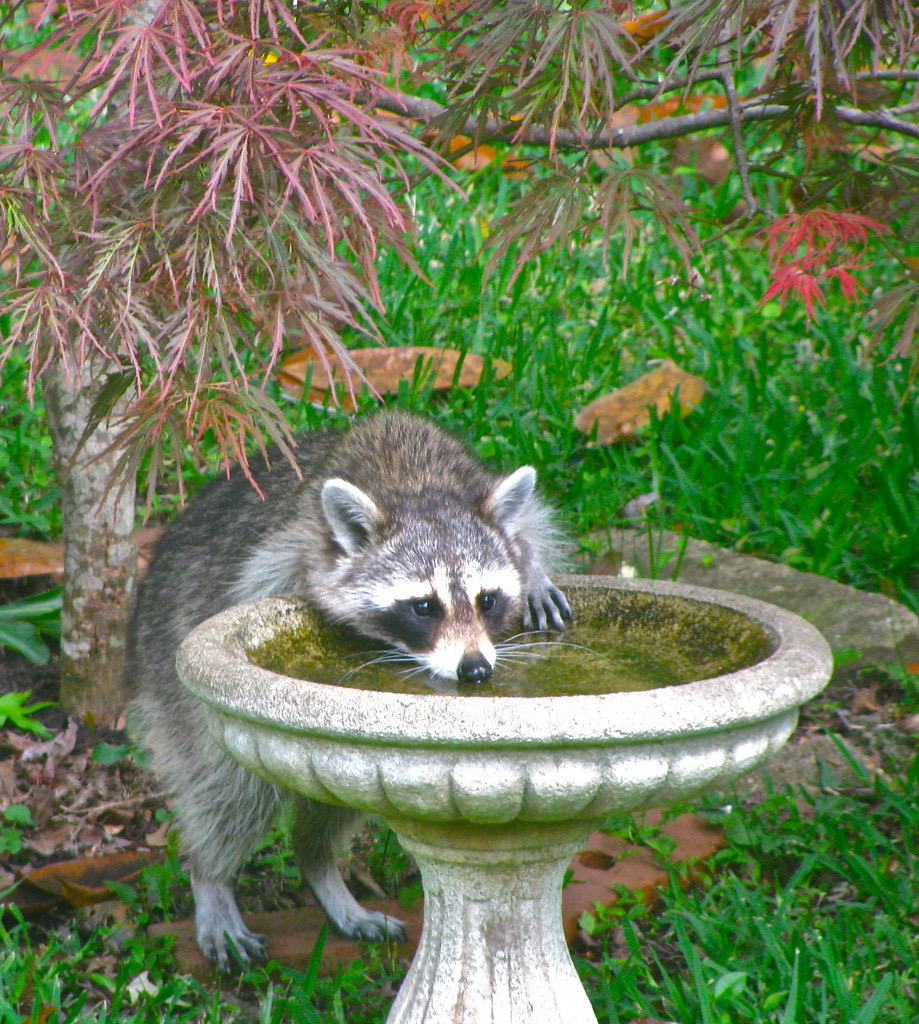 Protecting your plants from raccoons.