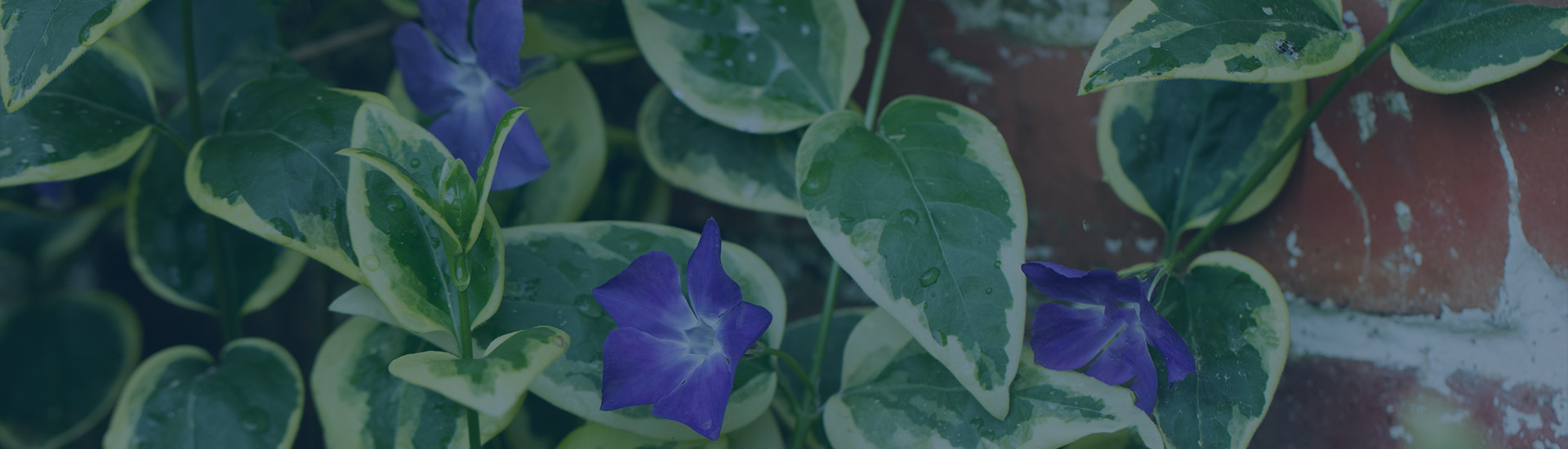 Vinca spreading vine