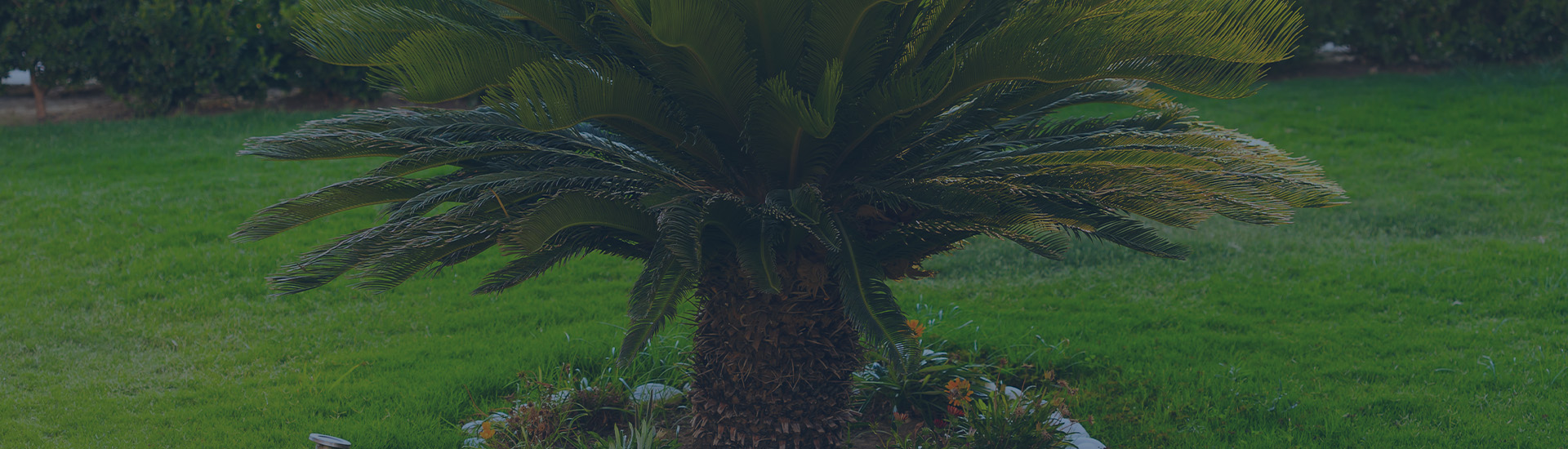 Sago palm tree