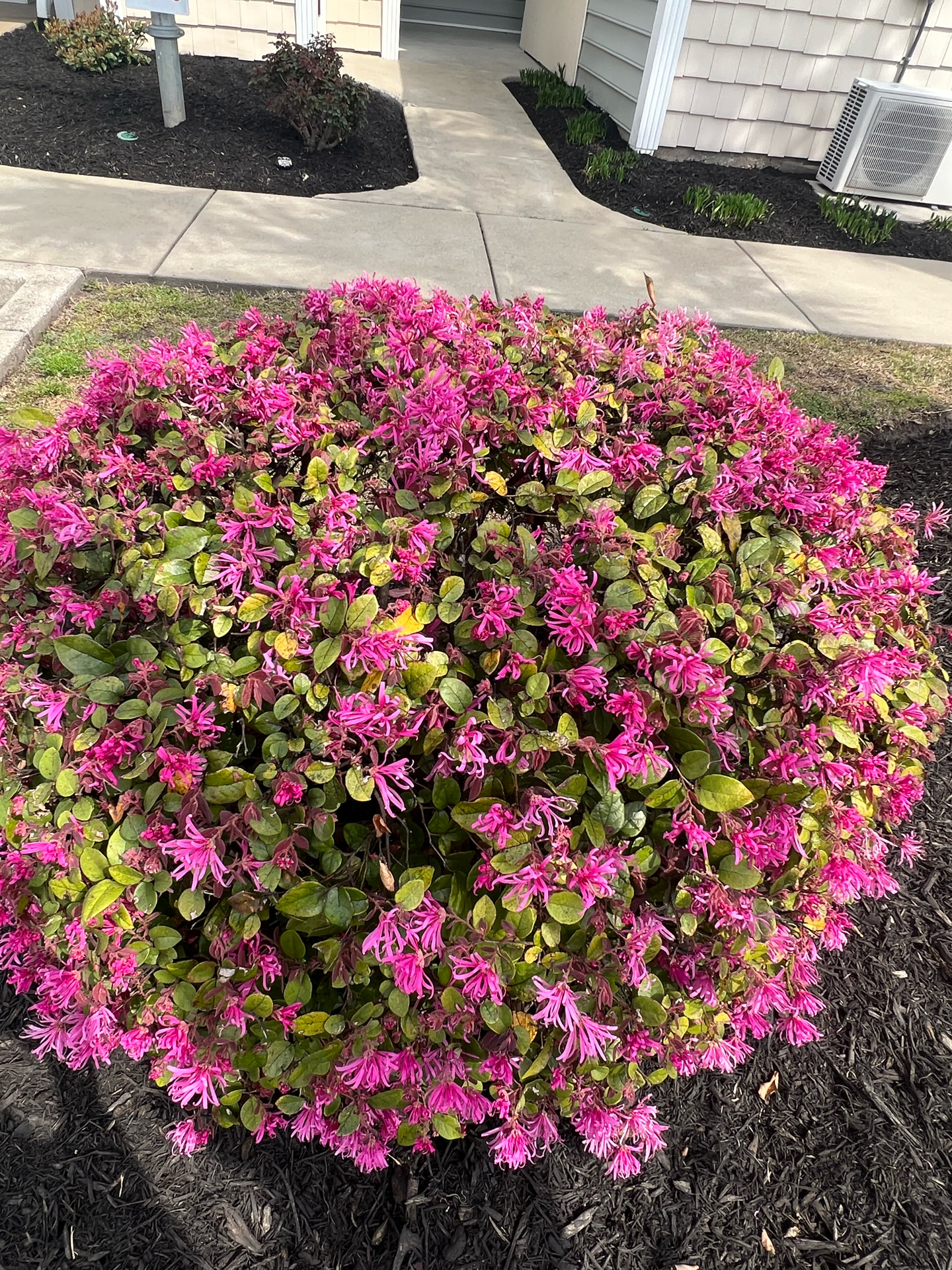 Evergreen Shrubs - Chinese Ruby Loropetalum - Beach Landscaping : Beach ...