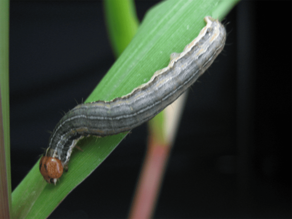Armyworms