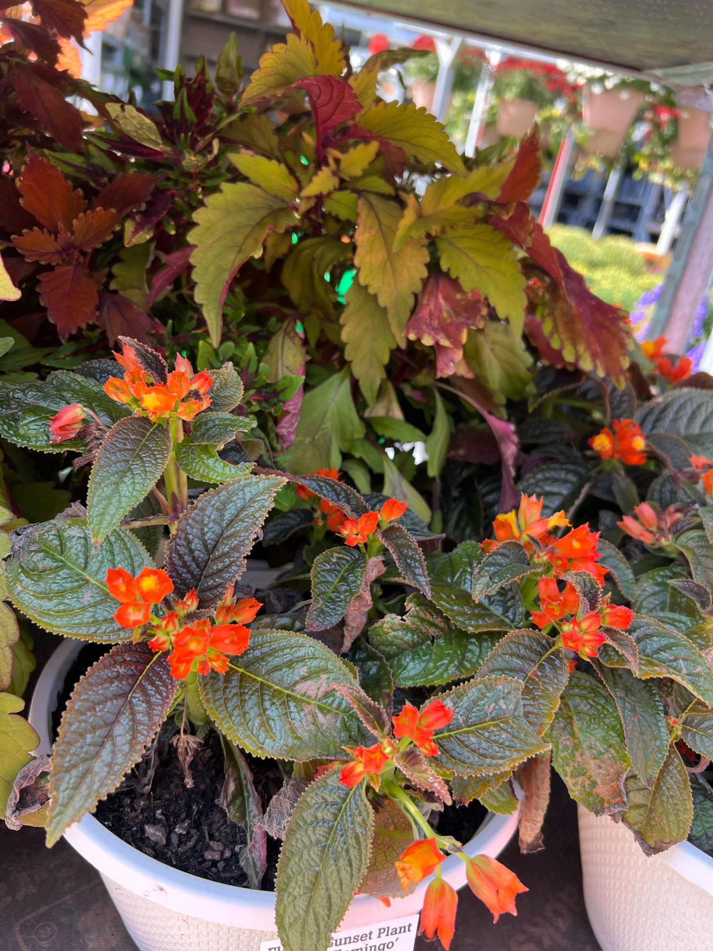 Best Plants And Flowers for Florida: Top Picks for Vibrant Gardens