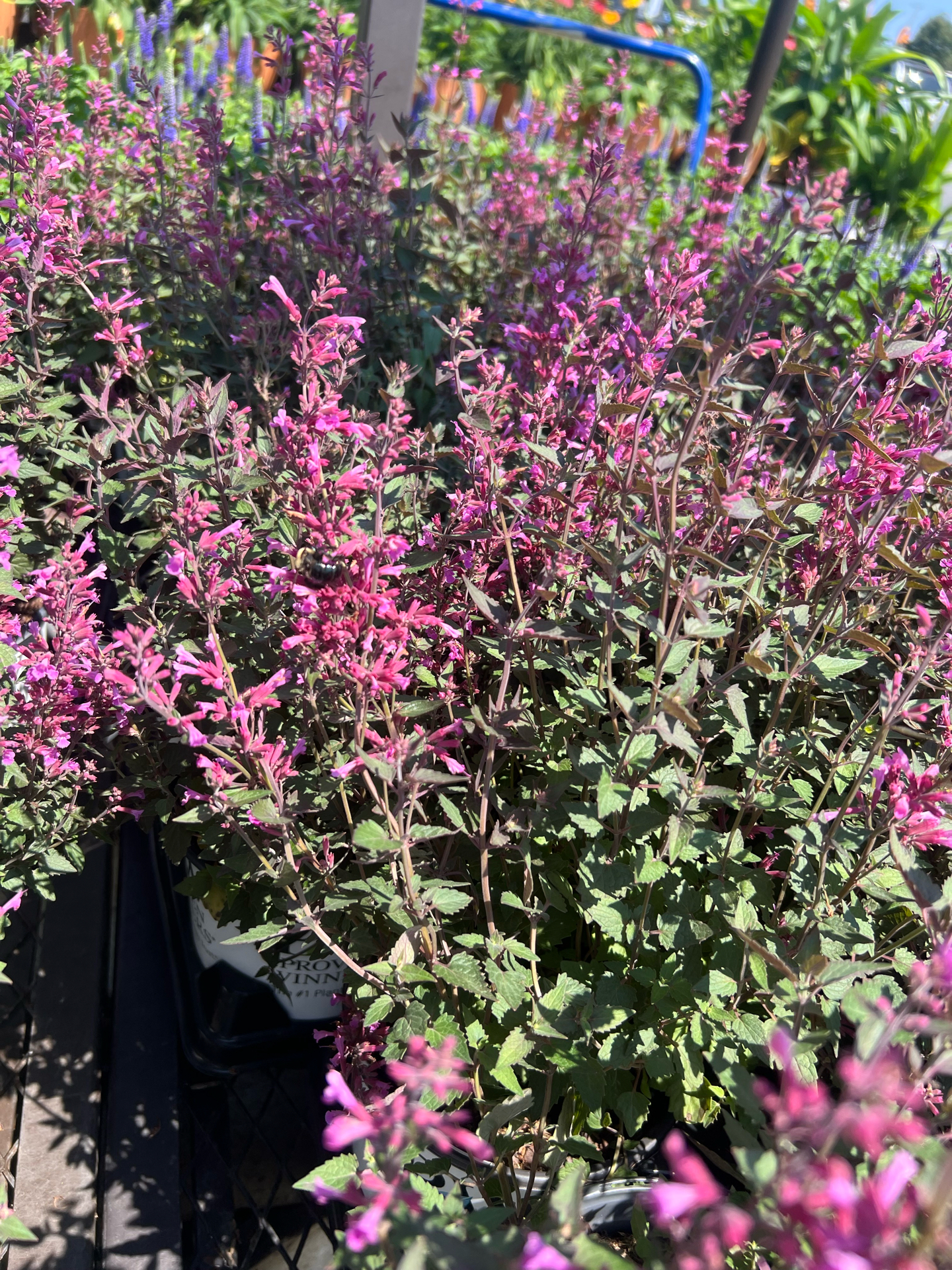 Perennial - Royal Raspberry Agastache - Beach Landscaping : Beach ...