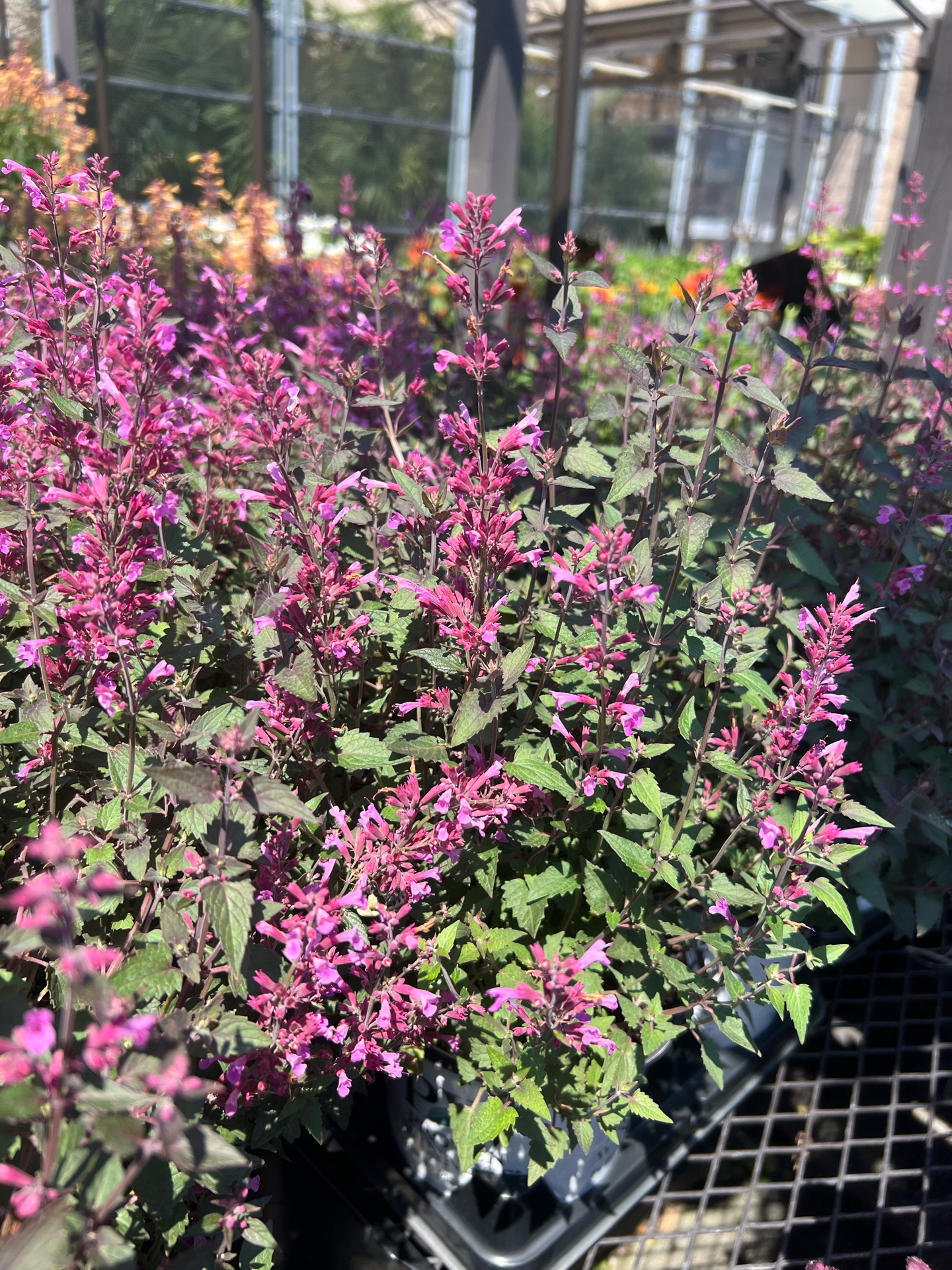 Perennial - Royal Raspberry Agastache - Beach Landscaping : Beach ...