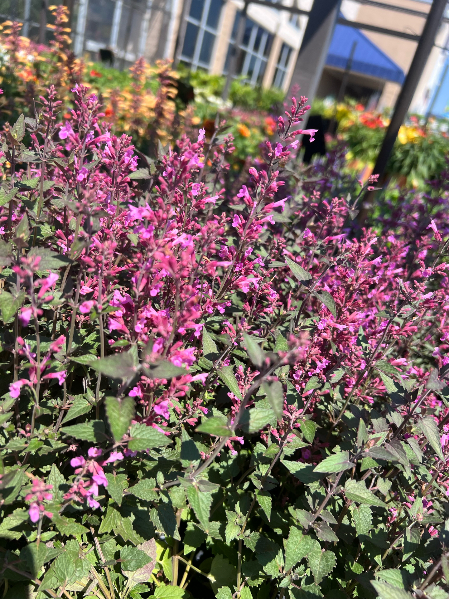 Perennial - Royal Raspberry Agastache - Beach Landscaping : Beach ...