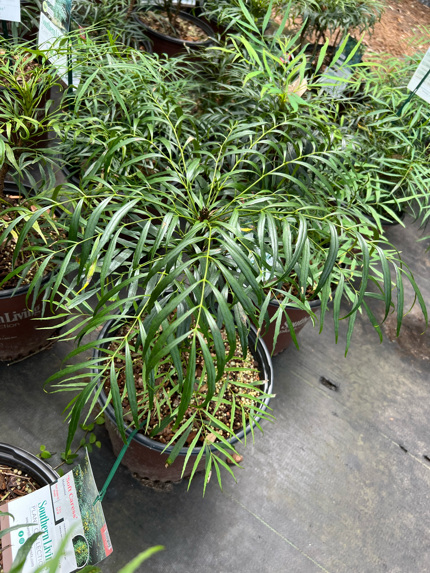Evergreen Shrub - Soft Caress Mahonia - Beach Landscaping : Beach  Landscaping
