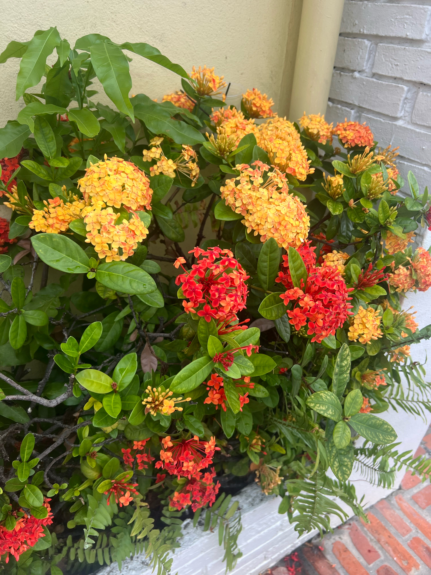 Tropicals - West Indian Jasmine - Beach Landscaping : Beach Landscaping