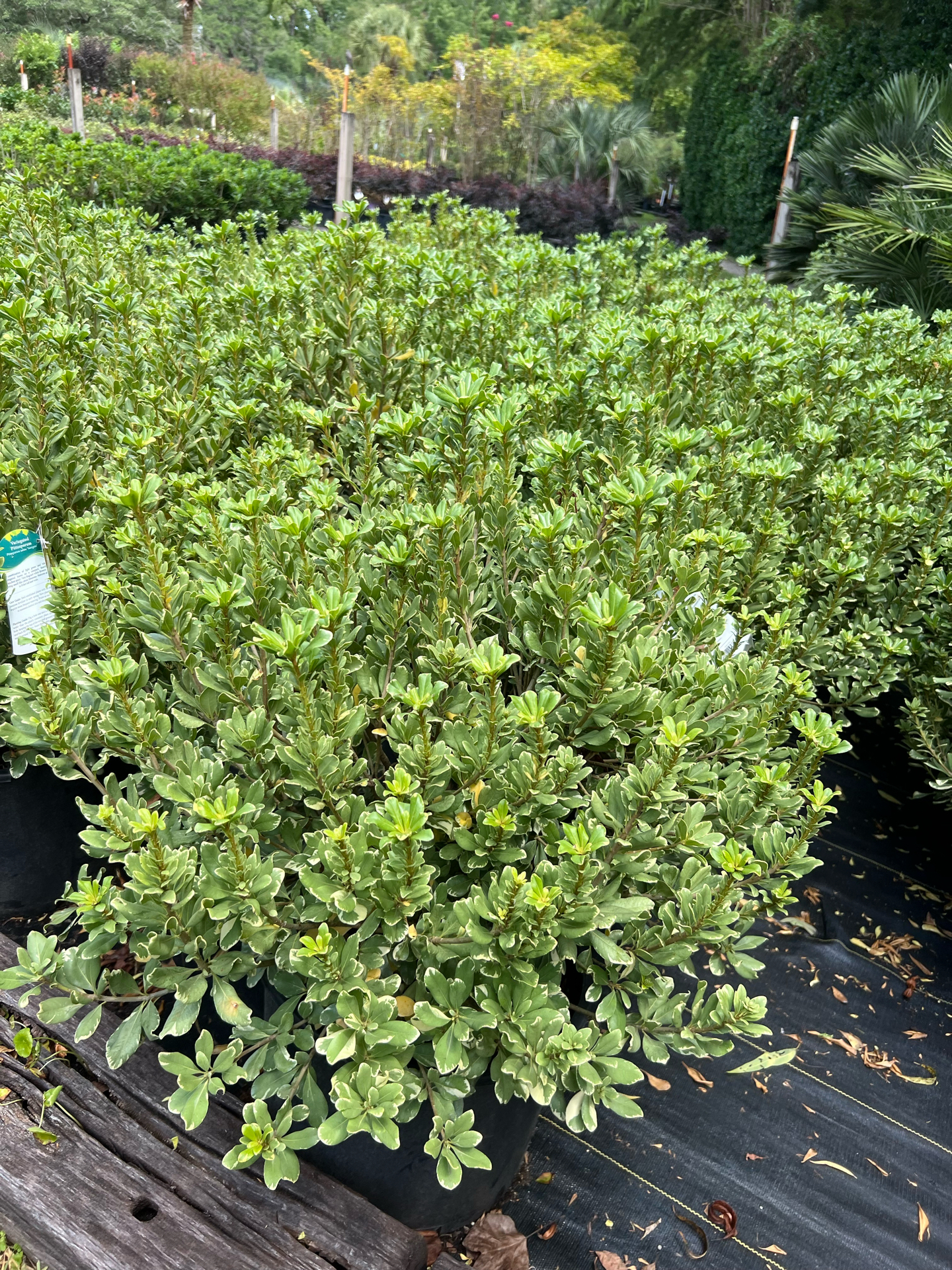 lavender plant pink Epidendrum hybrid lavender pink – Heron's Head Nursery