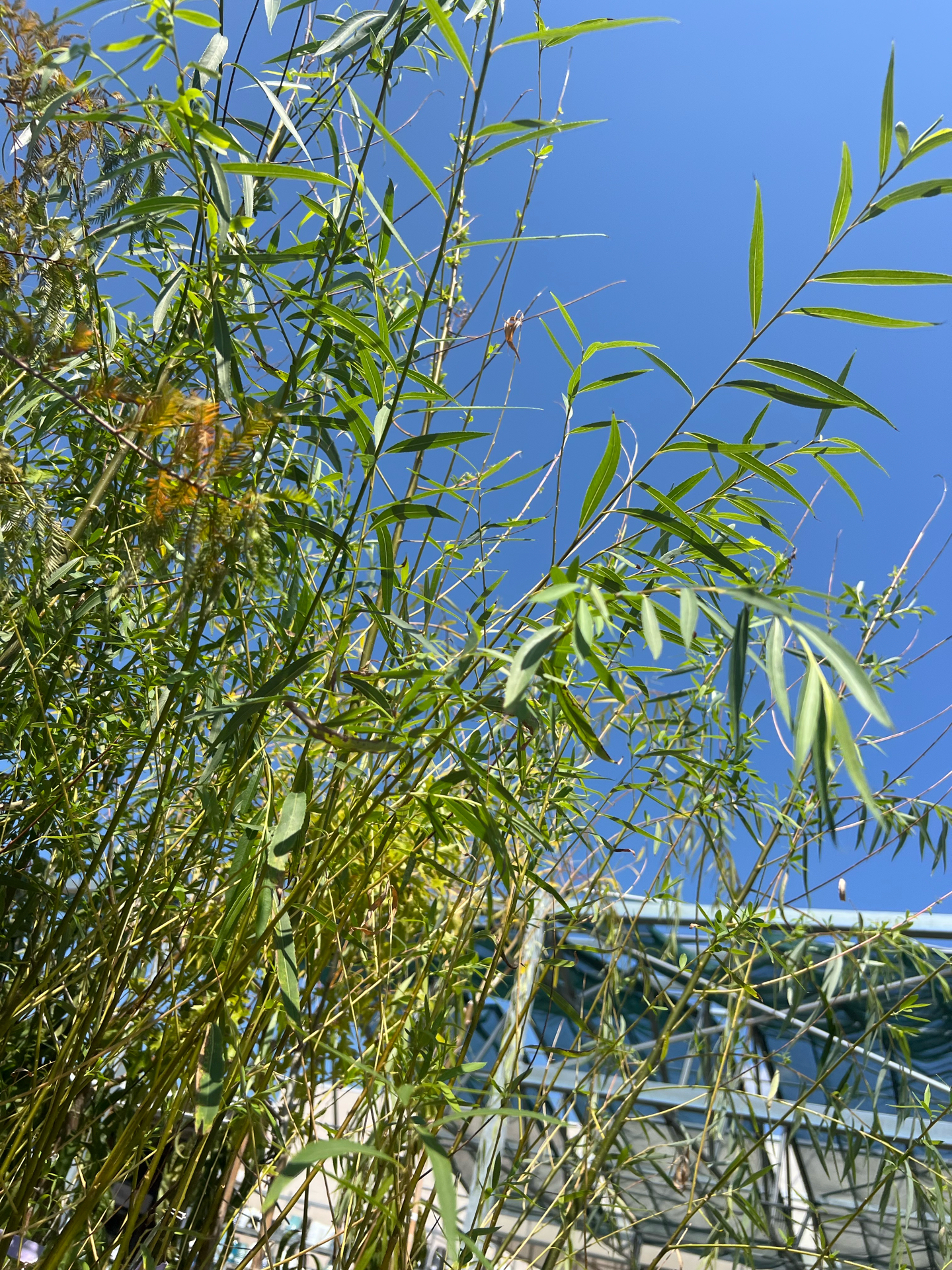Deciduous Trees - Weeping Willow - Beach Landscaping : Beach Landscaping